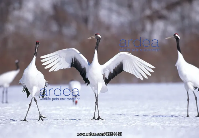 : Manchurian Cranes : Manchurian Cranes