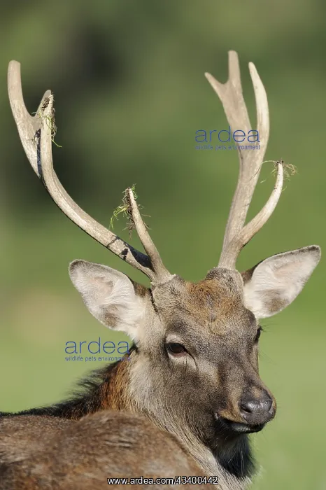 : Manchurian sika deer (Cervus nippon hortulorum) : Manchurian sika deer (Cervus nippon hortulorum)