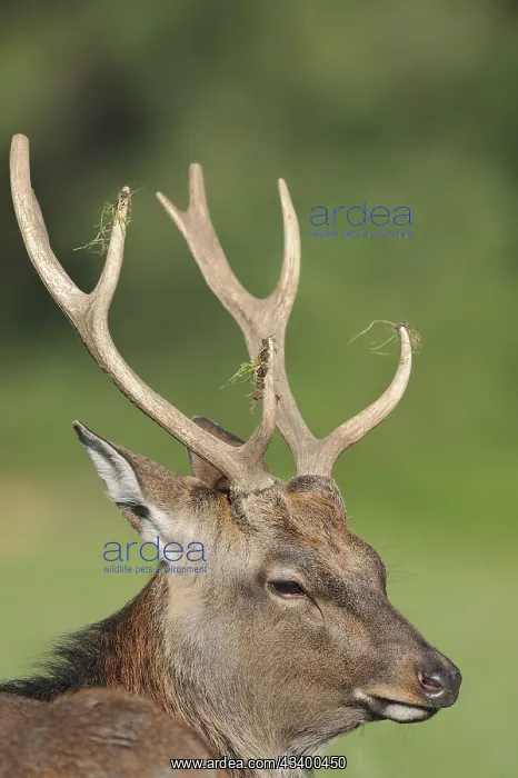 : Manchurian sika deer (Cervus nippon hortulorum) : Manchurian sika deer (Cervus nippon hortulorum)