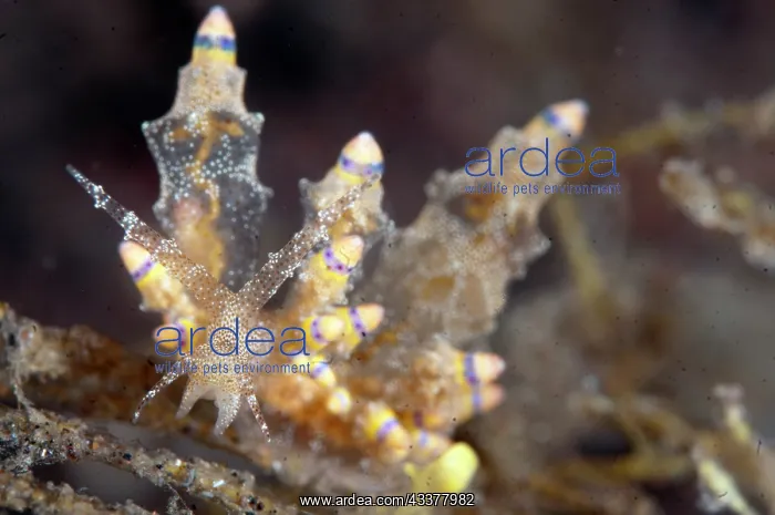 : Mandapam Eubranchus Nudibranch : Mandapam Eubranchus Nudibranch