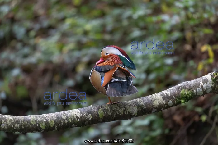  : Mandari - Drake - on Branch - UK