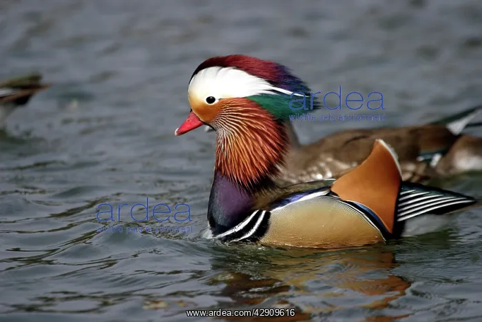  : Mandarin Duck