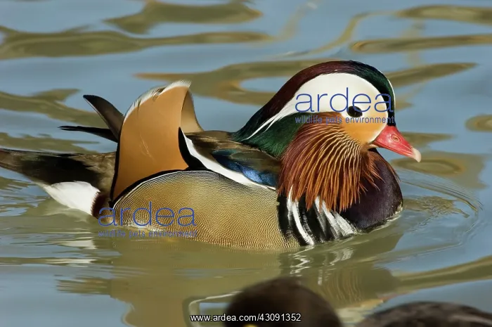 : Mandarin Duck : Mandarin Duck