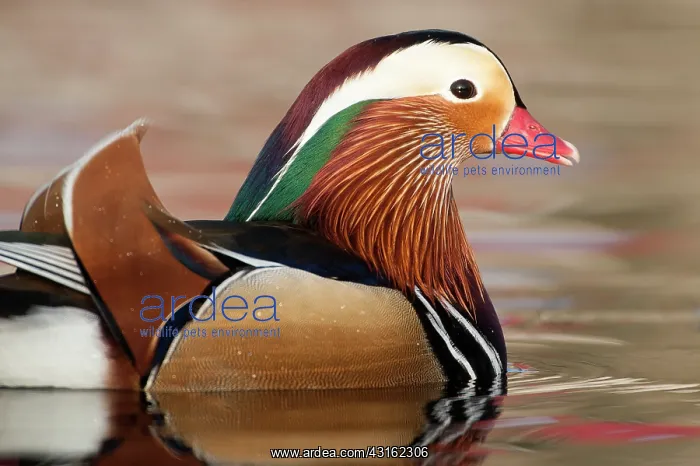 : Mandarin Duck : Mandarin Duck
