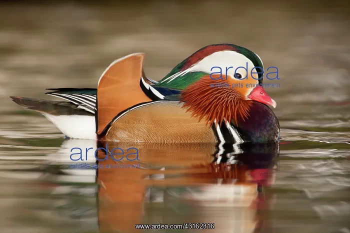 : Mandarin Duck : Mandarin Duck