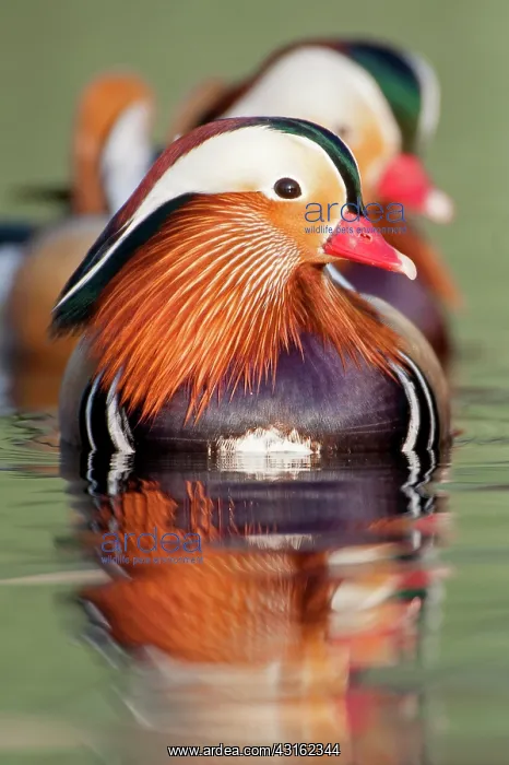 : Mandarin Duck : Mandarin Duck