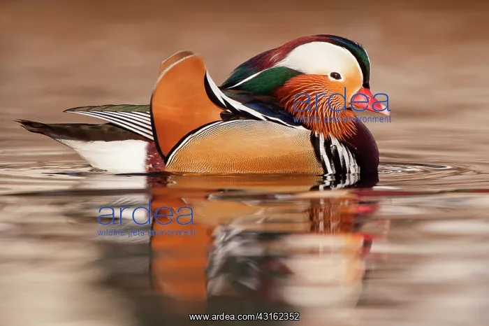: Mandarin Duck : Mandarin Duck