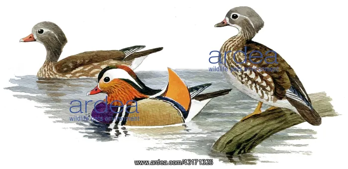 : Mandarin Duck : Mandarin Duck