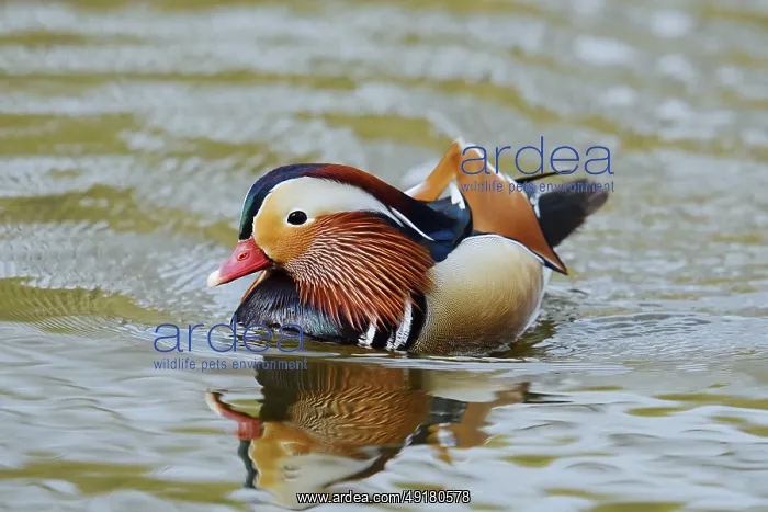 : Mandarin duck (Aix galericulata) : Mandarin duck (Aix galericulata)