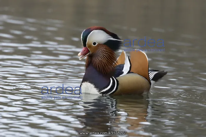 : Mandarin duck (Aix galericulata) adult male bird calling or quacking on a lake : Mandarin duck (Aix galericulata) adult male bird calling or quacking on a lake