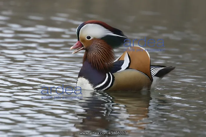 : Mandarin duck (Aix galericulata) adult male bird calling or quacking on a lake : Mandarin duck (Aix galericulata) adult male bird calling or quacking on a lake