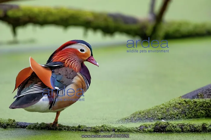 : Mandarin duck (Aix galericulata), Bochum, North : Mandarin duck (Aix galericulata), Bochum, North