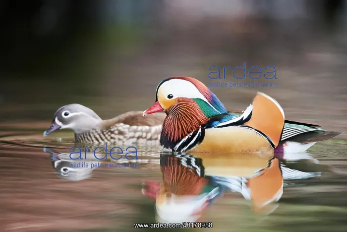: Mandarin duck (Aix galericulata) couple swimming : Mandarin duck (Aix galericulata) couple swimming