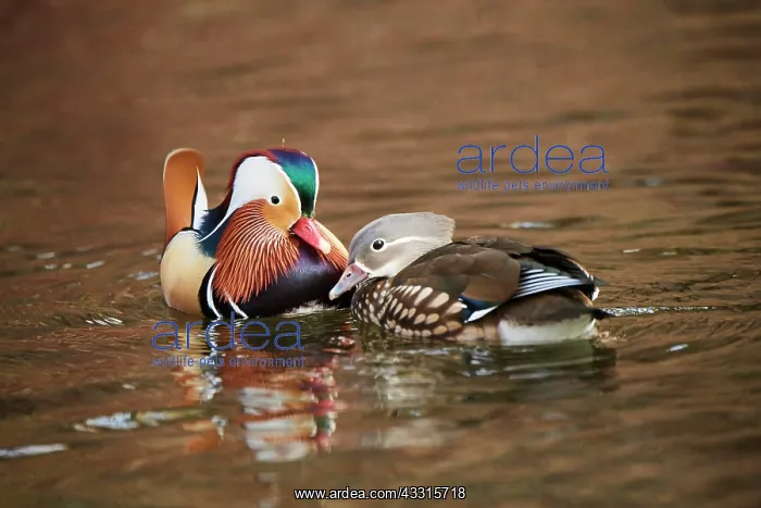 : Mandarin duck (Aix galericulata) couple swimming : Mandarin duck (Aix galericulata) couple swimming