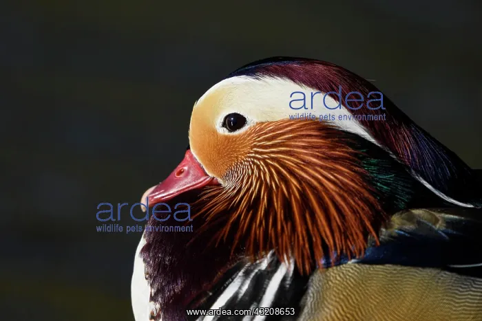 : Mandarin Duck (Aix galericulata), drake in mating : Mandarin Duck (Aix galericulata), drake in mating