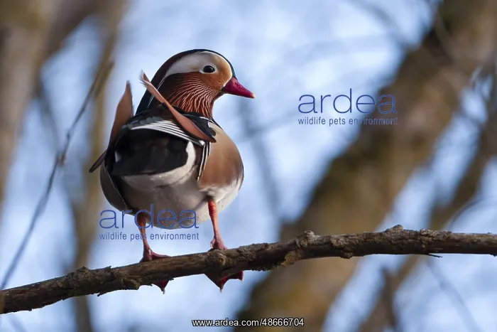 : Mandarin duck (Aix galericulata), drake, sitting on a : Mandarin duck (Aix galericulata), drake, sitting on a