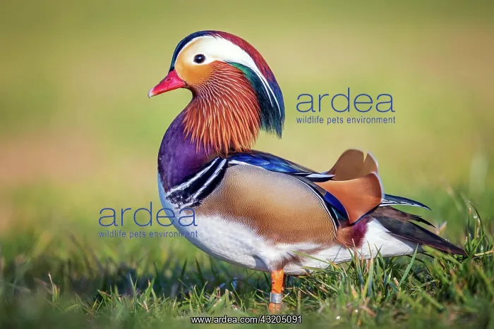 : Mandarin duck (Aix galericulata) Erpel, Saxony-Anhalt : Mandarin duck (Aix galericulata) Erpel, Saxony-Anhalt