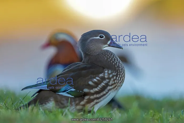 : Mandarin Duck (Aix galericulata) female, male in : Mandarin Duck (Aix galericulata) female, male in