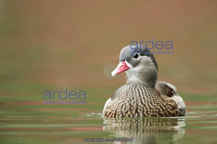 : Mandarin duck (Aix galericulata) female swimming : Mandarin duck (Aix galericulata) female swimming