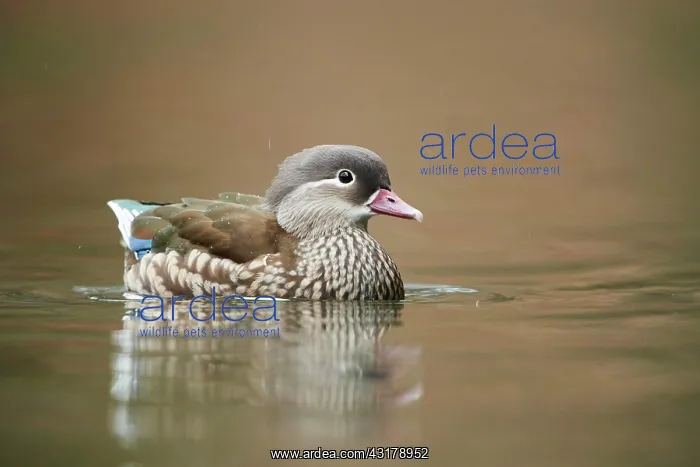 : Mandarin duck (Aix galericulata) female swimming : Mandarin duck (Aix galericulata) female swimming