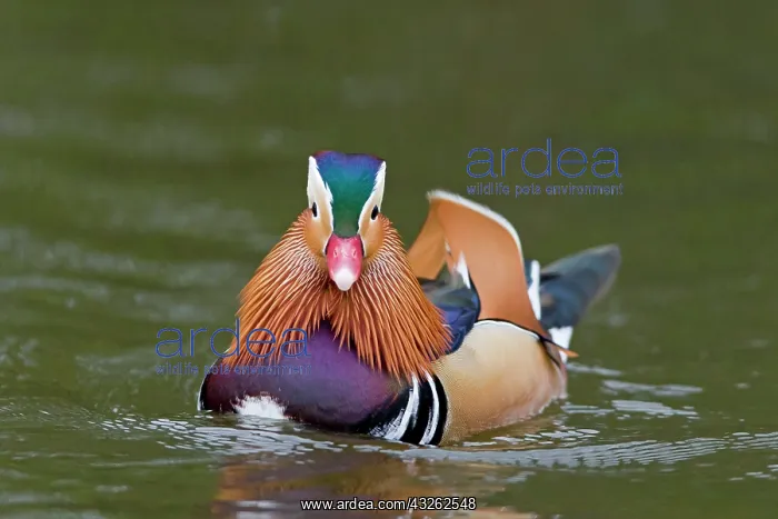 : Mandarin duck (Aix galericulata) introduced species : Mandarin duck (Aix galericulata) introduced species