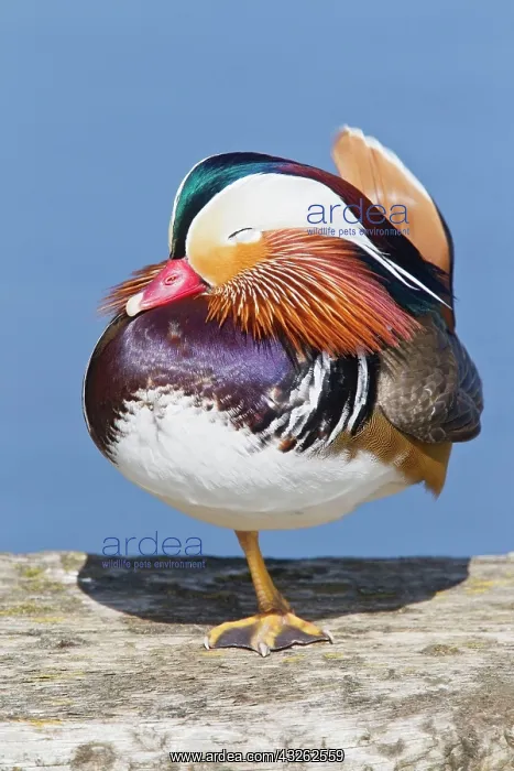 : Mandarin duck (Aix galericulata) introduced species : Mandarin duck (Aix galericulata) introduced species