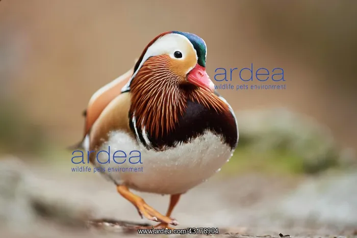 : Mandarin duck (Aix galericulata) male, Bavaria : Mandarin duck (Aix galericulata) male, Bavaria