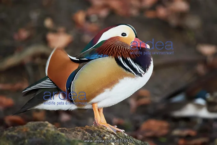 : Mandarin duck (Aix galericulata), male, Bavaria : Mandarin duck (Aix galericulata), male, Bavaria