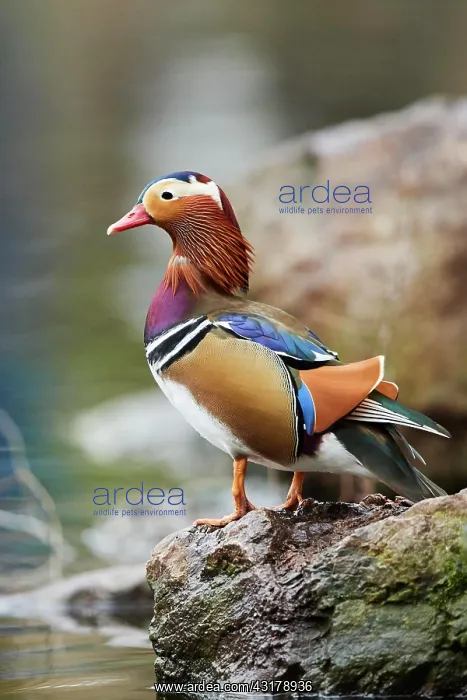 : Mandarin duck (Aix galericulata), male, Bavaria : Mandarin duck (Aix galericulata), male, Bavaria