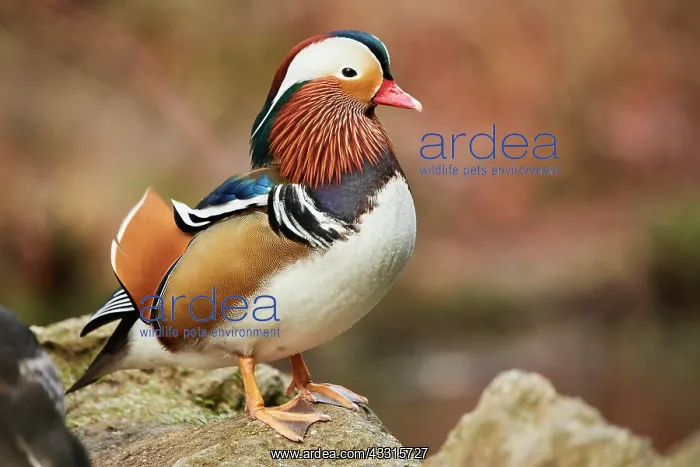 : Mandarin duck (Aix galericulata) male, Bavaria : Mandarin duck (Aix galericulata) male, Bavaria