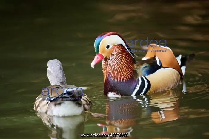 : Mandarin duck (Aix galericulata) male and female : Mandarin duck (Aix galericulata) male and female