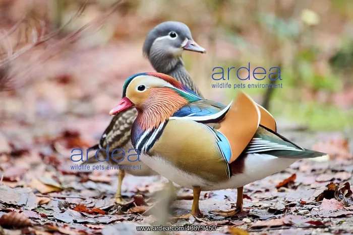 : Mandarin duck (Aix galericulata) male and female : Mandarin duck (Aix galericulata) male and female