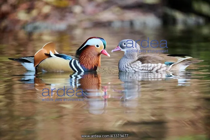 : Mandarin duck (Aix galericulata) male and female : Mandarin duck (Aix galericulata) male and female