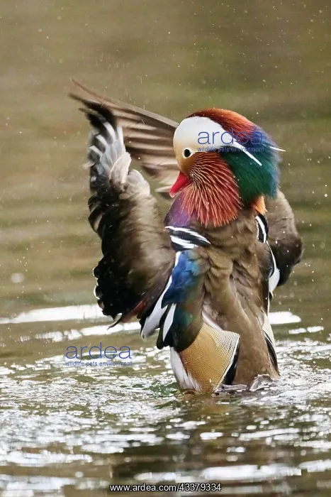 : Mandarin duck (Aix galericulata) male flapping wings : Mandarin duck (Aix galericulata) male flapping wings