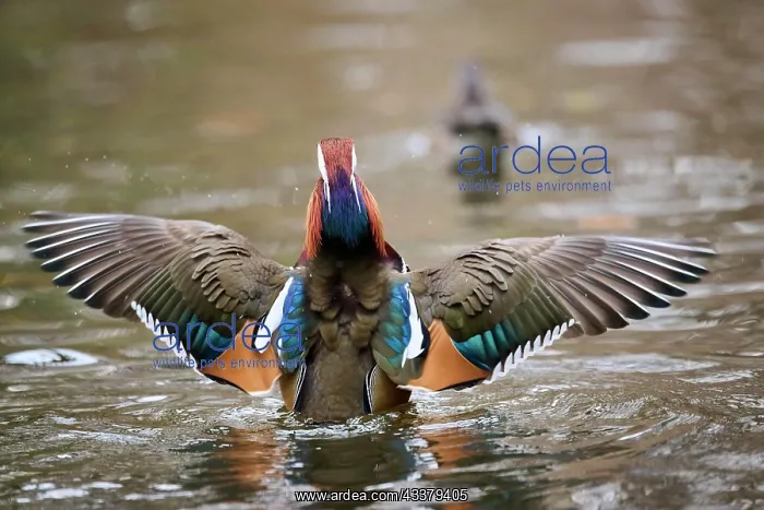 : Mandarin duck (Aix galericulata) male flapping wings : Mandarin duck (Aix galericulata) male flapping wings