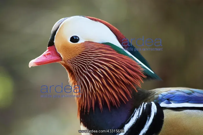 : Mandarin duck (Aix galericulata) male, portrait : Mandarin duck (Aix galericulata) male, portrait