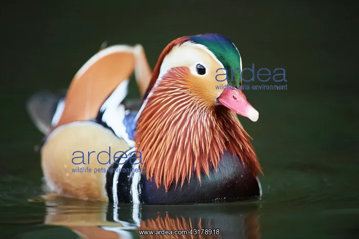  : Mandarin duck (Aix galericulata) male swimming in