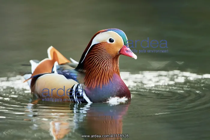 : Mandarin duck (Aix galericulata) male swimming in : Mandarin duck (Aix galericulata) male swimming in