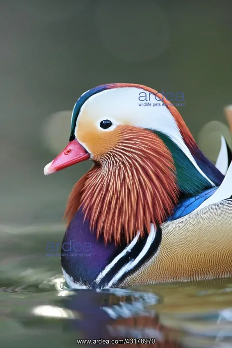 : Mandarin duck (Aix galericulata) male swimming in : Mandarin duck (Aix galericulata) male swimming in