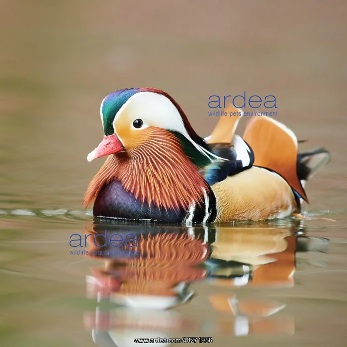 : Mandarin duck (Aix galericulata) male swimming on : Mandarin duck (Aix galericulata) male swimming on