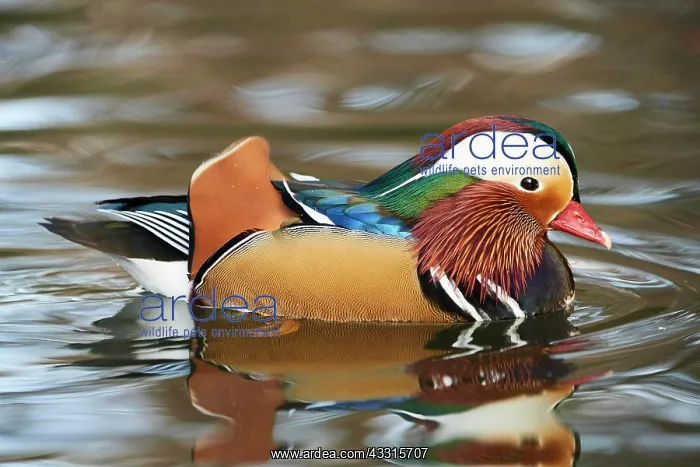 : Mandarin duck (Aix galericulata) male swimming in : Mandarin duck (Aix galericulata) male swimming in