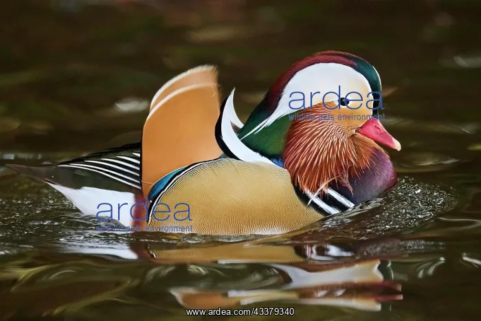 : Mandarin duck (Aix galericulata) male swimming on : Mandarin duck (Aix galericulata) male swimming on