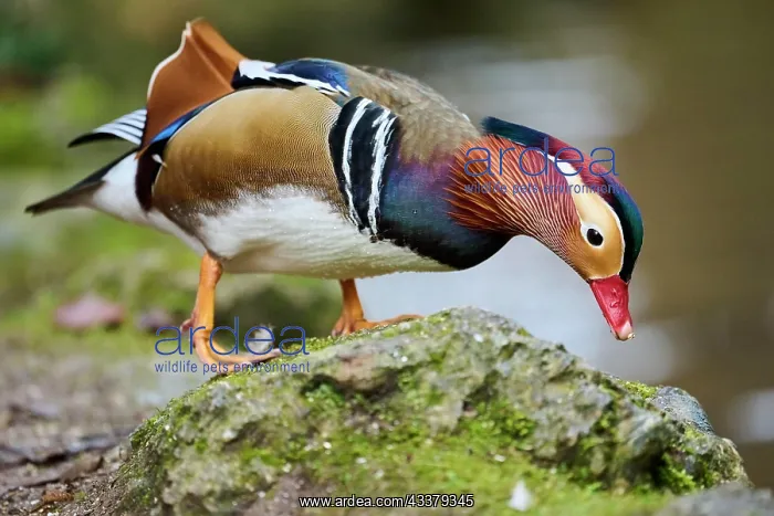 : Mandarin duck (Aix galericulata) male swimming on : Mandarin duck (Aix galericulata) male swimming on