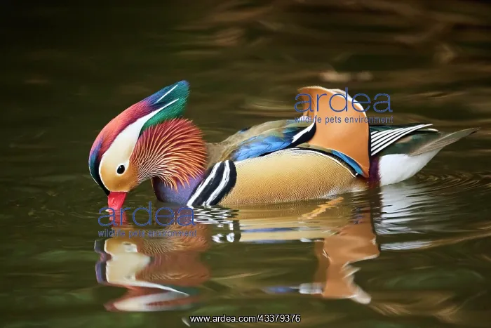 : Mandarin duck (Aix galericulata) male swimming on : Mandarin duck (Aix galericulata) male swimming on