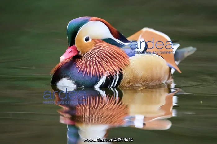 : Mandarin duck (Aix galericulata) male swimming on : Mandarin duck (Aix galericulata) male swimming on