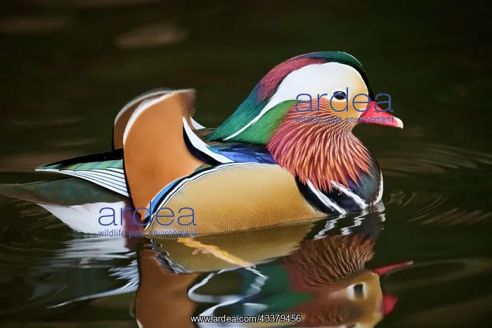 : Mandarin duck (Aix galericulata) male swimming on : Mandarin duck (Aix galericulata) male swimming on