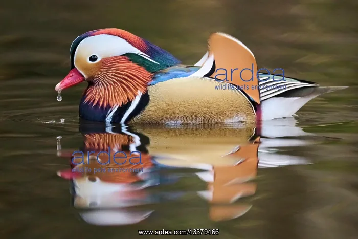 : Mandarin duck (Aix galericulata) male swimming on : Mandarin duck (Aix galericulata) male swimming on