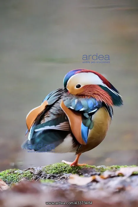 : Mandarin duck (Aix galericulata) male swimming on : Mandarin duck (Aix galericulata) male swimming on