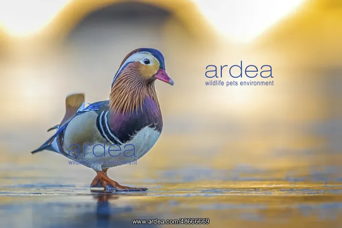 : Mandarin Duck (Aix galericulata) male walking on an ice : Mandarin Duck (Aix galericulata) male walking on an ice