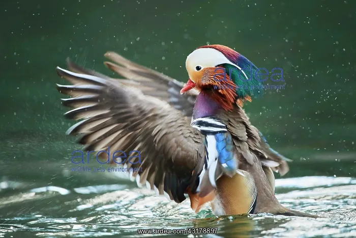 : Mandarin duck (Aix galericulata) male, in water : Mandarin duck (Aix galericulata) male, in water